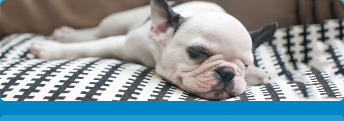 Pet Carpet Cleaning Concerns Pet Carpet Cleaning Concerns